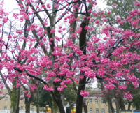 上野公園で濃いピンクの桜が満開となっています 房状に花が下向きに咲い Yahoo 知恵袋