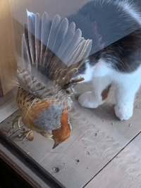 猫が鳥を捕まえてきました なんだか綺麗な鳥ですが 種類はなんというのでしょ Yahoo 知恵袋