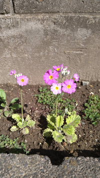 この花の名前分かる方いたら教えてください ネモフィラの種と Yahoo 知恵袋