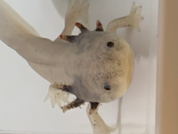 うちのウーパールーパーが1ヶ月ほど前ぐらいから調子が悪いです エラのふさふ Yahoo 知恵袋