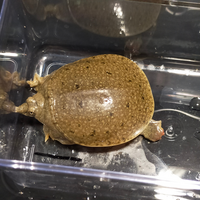 スッポンは水道水で飼うことが出来ますか もし ダメならどのよ Yahoo 知恵袋