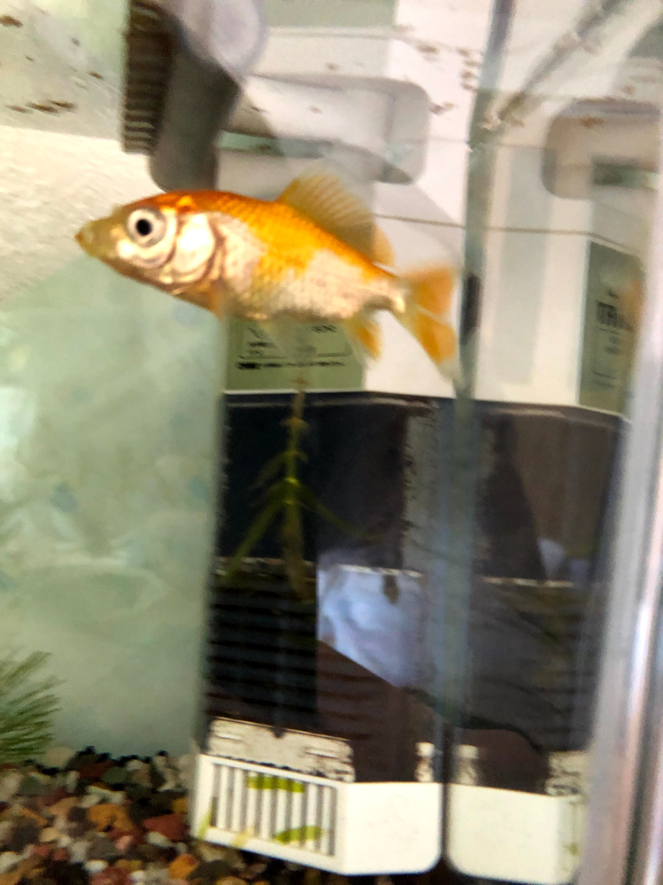 質問お願いいたします こちらの魚の種類をわかられる方いらっしゃい Yahoo 知恵袋