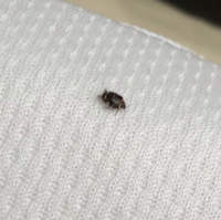 【虫画像注意】寝室にこの虫が出たのですが何という虫ですか？？体長は2mmほどです 