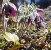 この花の名前は何でしょうか 紫色の花 茎や葉っぱはフサフサしてい Yahoo 知恵袋