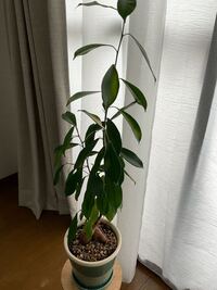 この観葉植物の名前がわかりません ガジュマルではない名前で売られていたと思 Yahoo 知恵袋