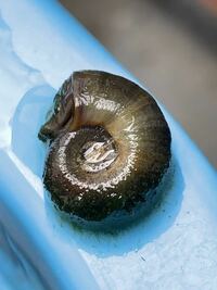 最近 メダカの水槽に写真にある平たい巻き貝が発生しています 水草に Yahoo 知恵袋