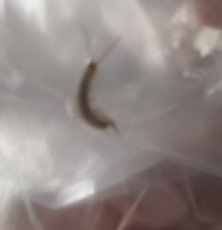 これってムカデの赤ちゃんですよね 泣 3月にムカデの赤ち Yahoo 知恵袋