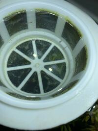 メダカの稚魚について はっきりとはわかりませんが生まれてから Yahoo 知恵袋