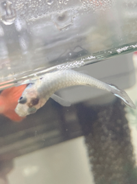 グッピーが死にそう いま 半日ぶりに水槽見たら グッピーが一匹死にそうで 画 Yahoo 知恵袋