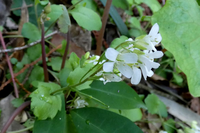 昨日午後 広島の郊外で見た小さい白い花です 花弁が４枚なので ア Yahoo 知恵袋