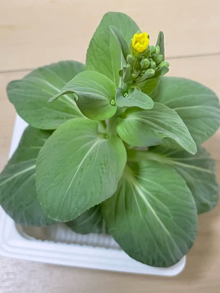 青梗菜を室内で再生栽培してます 蕾が出来ていたのですが 花が咲く前に Yahoo 知恵袋
