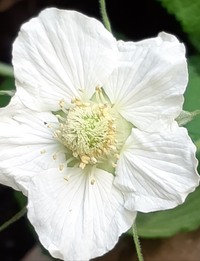 これは 野いちごの花ですか 昨年野いちごを植えたのですが これが Yahoo 知恵袋