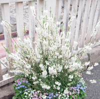 とある場所で見つけた白い花 画像の背の高い方のお花です の名前が Yahoo 知恵袋