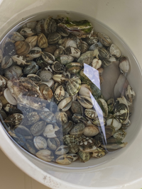 金沢区の海の公園で潮干狩りをしました どの貝が何かとかわからない Yahoo 知恵袋