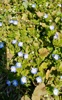 これはネモフィラでしょうか 雑草でしょうか 一面を半分花 半分を畑で使用使 Yahoo 知恵袋