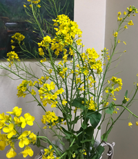 花瓶で画像の花を生けたのですが 水換えをしようと花を取り出すと花 Yahoo 知恵袋