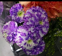 このお花がわかる方教えてください キクの花です スプレーマム 切り花 Yahoo 知恵袋