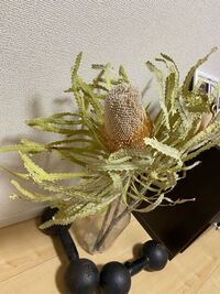 このお花 に花粉はありますでしょうか 生花と一緒に花束でいただきまし Yahoo 知恵袋