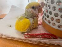 至急 コザクラインコの雛のそのうについて 挿し餌を午前6時半に与えて 現在 Yahoo 知恵袋