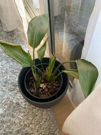 ホームセンターで買ったこの観葉植物を復活させたいんですけど どうしたらいい Yahoo 知恵袋