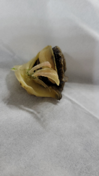 ニシ貝の肝は食べれますか 茹でて食べるのでしょうか 肝が美 Yahoo 知恵袋
