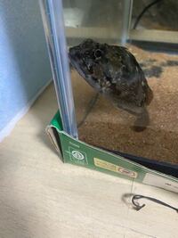 クサフグを1匹カサゴを4匹飼育しているのですがクサフグもカサゴも Yahoo 知恵袋