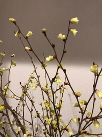 この木はなんですか 黄色い花が咲きます ヒュウガミズキですね Htt Yahoo 知恵袋