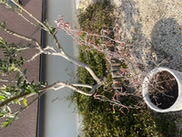 少数０ ２を百分率 歩合 分数にあらわすと何になりますか 解答と解き方をお願 Yahoo 知恵袋