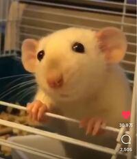 このネズミの種類はなんという子でしょうか また日本でお世 Yahoo 知恵袋