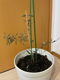 オリーブにつきまして4年ほど前に植えたオリーブを育てております これまで何 Yahoo 知恵袋