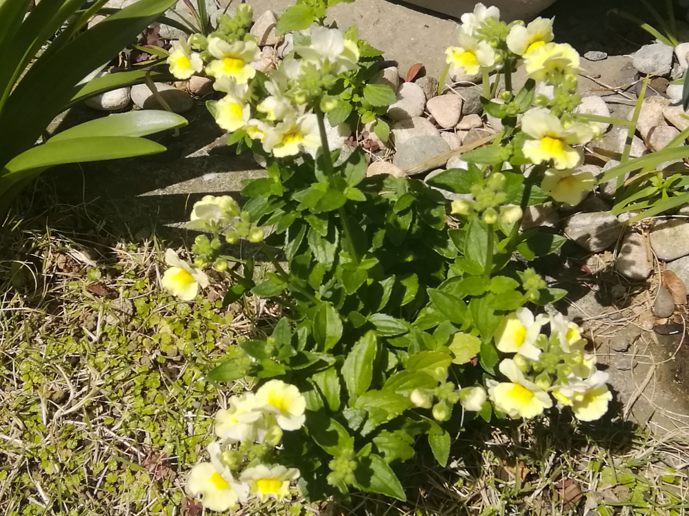 この花の名前はなんでしょうか 冬以外咲いていることが多く 我が家には黄色 Yahoo 知恵袋