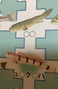 この２つのイラストの魚の名前を教えてください 上がハゼ下が Yahoo 知恵袋