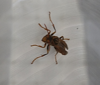 ダンゴムシのえさをなるべく多く教えてください あとは しな Yahoo 知恵袋