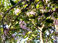 今咲いている 桜に似た花はなんてすか ハナカイドウ花海棠で Yahoo 知恵袋