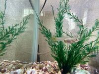 この小さな魚って子供を何匹産みますか 昨日 6匹の小魚を産んだのですが6 Yahoo 知恵袋