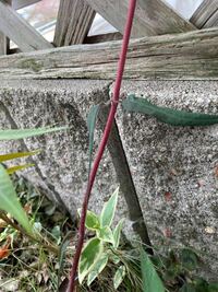 庭に生えてきた この赤い茎のツタのような植物はなんですか Yahoo 知恵袋