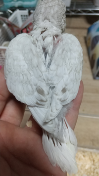 ジャンボセキセイインコの寿命はどのくらい ジャンボセキセイインコは人間 Yahoo 知恵袋