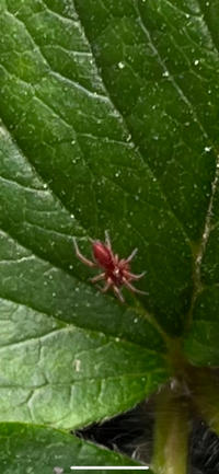 これはタカラダニですか 多量にいるのではなく 1匹です 私が知っ Yahoo 知恵袋