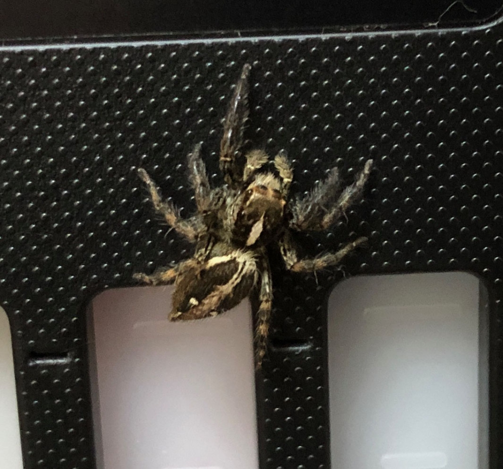 自分が見たハエトリグモの中で一番大きいかも知れないです 名前を教 Yahoo 知恵袋