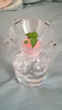 なぜかシソが元気がありません 根も伸び 葉も伸びてますがピンとな Yahoo 知恵袋