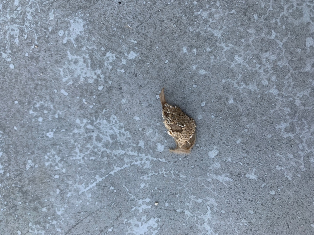 アジサイの木の枝についていた虫の卵なのですが 何の卵か教えてください 被 Yahoo 知恵袋