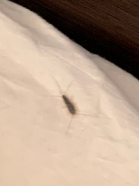 車の補修用タッチアップペンを除去することはできますか 先ほど 自宅ガ Yahoo 知恵袋