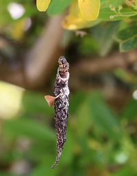 ﾋﾟﾗｶﾝｻの木に虫が異常に発生して困っています 茶色のチョウチョみたい Yahoo 知恵袋