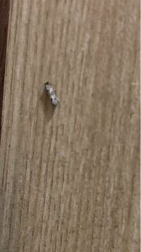 この虫は何ですか？トイレに大量発生してます。めっちゃ飛びます 