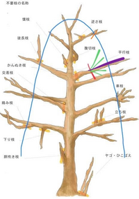 木の切り戻し剪定について教えてください イヌツゲ ツツジ 椿を小さく 青 Yahoo 知恵袋