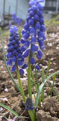 この花の名前わかる方いらっしゃいますか 久しぶりにおばあちゃん家 Yahoo 知恵袋