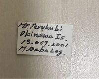 昆虫の標本ラベルについてです 01年10月13日沖縄 Yahoo 知恵袋