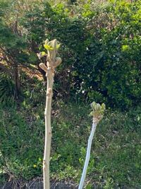 これはタラの芽でしょうか？ - 気になってるのですが、聞く方がい