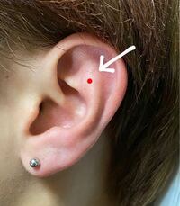 ピアスの耳の位置名称 が分からないです 添付した写真の赤点のとこ Yahoo 知恵袋