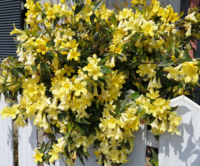 ラッパ状の黄色い５弁の花が咲いた低木を見付けました 何という植物かご Yahoo 知恵袋